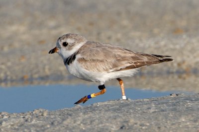 Piping Plover, band ZY DB-W, 2011-02-22 16:51