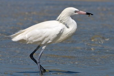 Reddish Egret white morph