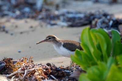 Spotted Sandpiper