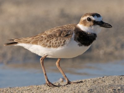 Wilson's Plover sleeked down