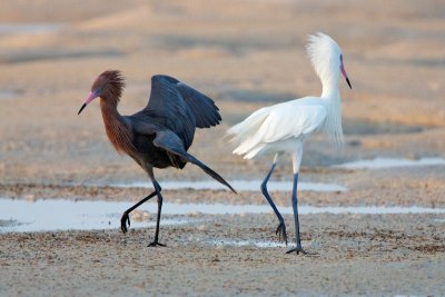 Reddish Egrets