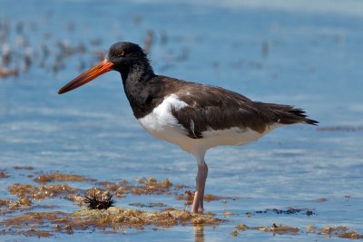 American Oystercatchers