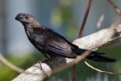 Smooth-Billed Ani