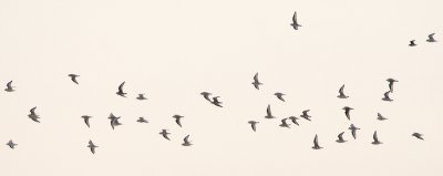 36 Piping Plovers in flight