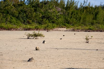 Turtle sculpture path