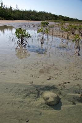 Turtle sculpture path