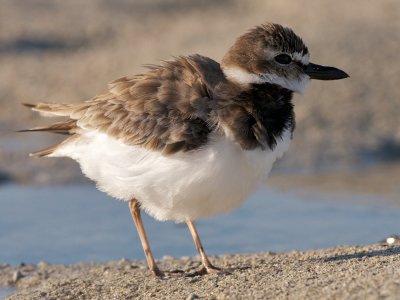 Wilson's Plover fluffed up