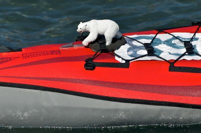 Boat no. 58 - toughest bear in the race