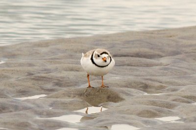 Piping Plover 3-23-11