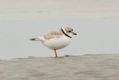 Piping Plover 3-23-11