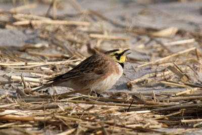 Horned Lark