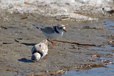 Piping Plovers feeding near ice