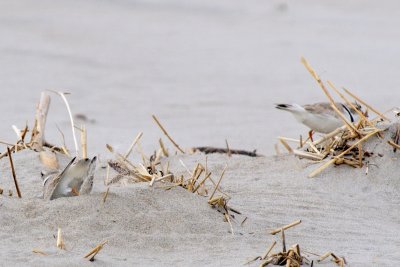 Piping Plover making nest scrape