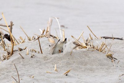 Piping Plover making nest scrape