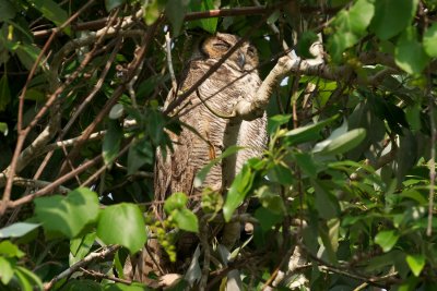 Great Horned Owl dozing