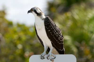 Osprey fledgling