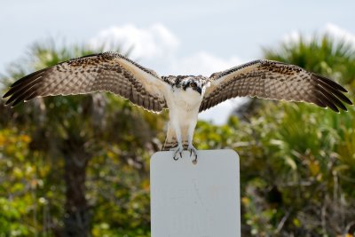 Osprey fledgling stretching wings