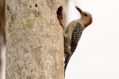 Red-Bellied Woodpecker female