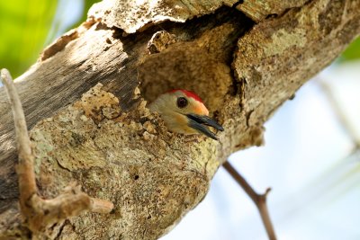 Red-Bellied Woodpecker male in nest hole