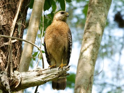 Red-Shouldered Hawk