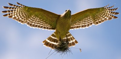 Red-Shouldered Hawk in flight