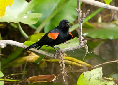 Red-Winged Blackbird calling