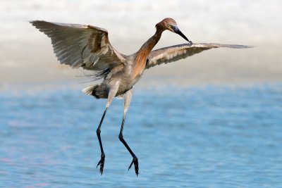 Reddish Egret leaping