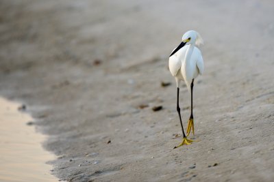 Snowy Egret walking