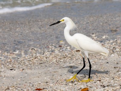 Snowy Egret on the beach