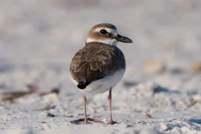 Wilson's Plover