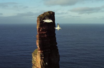 Northern Fulmar and Old Man of Hoy