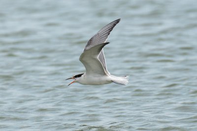 juvenile Common Tern