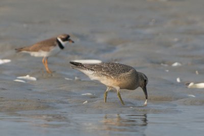 juvenile Red Knot and Semipalmated Plover