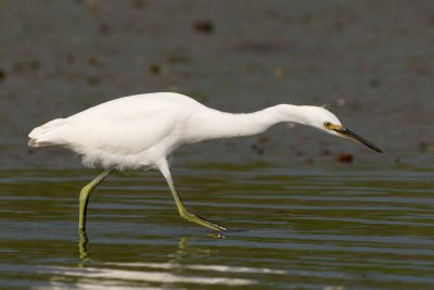 Juvenile Snowy Egret