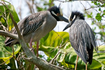 Yellow-Crowned Night Heron Pair