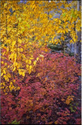 foliage at the campground