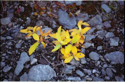 Colorful vegetation