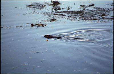 beaver in the gold dredge pond