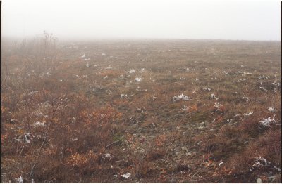 Rime along the Steese Highway