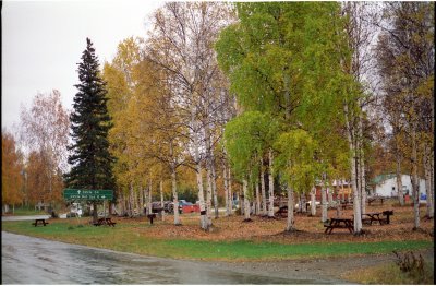 Birch grove at Central, AK