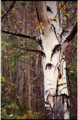 Birch at Central