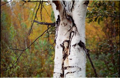 Birch at Central