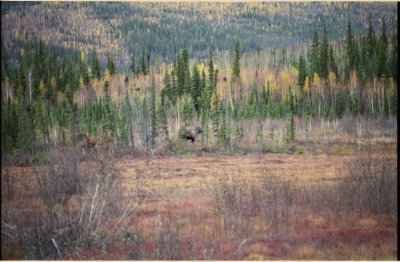 Moose!