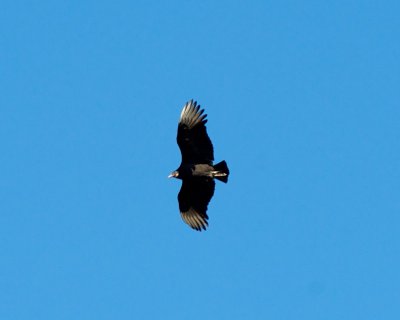 Black Vulture overhead