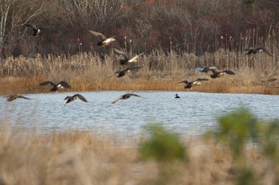 Black ducks hiding in the cove spooked and flew