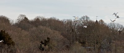 raising 8 Great Egrets into the air