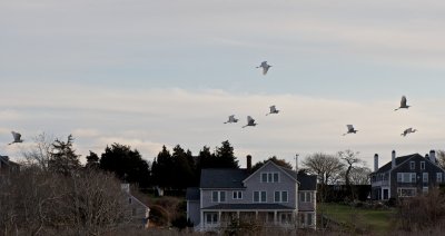 8 Great Egrets