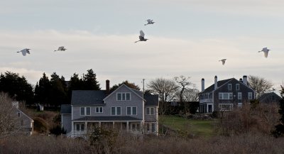 a Snowy Egret followed by 4 (more?) Great Egrets