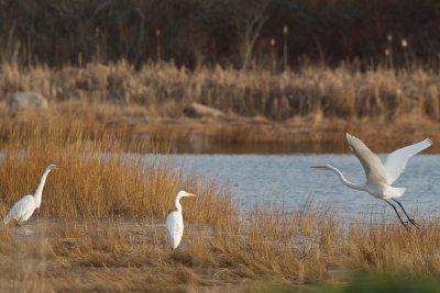 Great Egret joining others up the cove