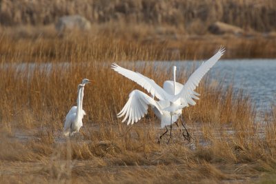 Great Egrets jockeying for position